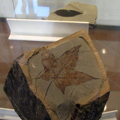 Museo Paleontologico L. Sorbini