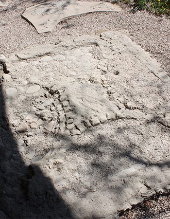 Scavi e Antiquarium di Colombarone